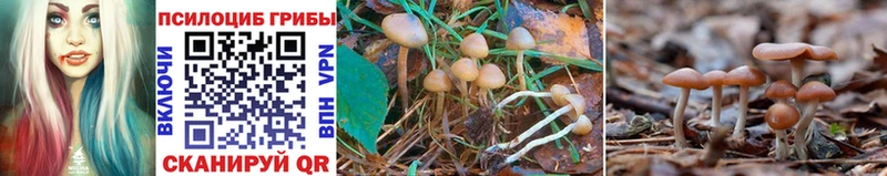 Купить  Ивангород  Псилоцибиновые грибы Psilocybe 